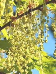 Fiori di bach : Oak o Quercus robus