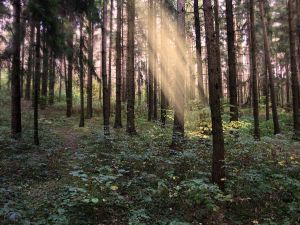 Immersione nei boschi: una terapia naturale