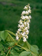 Fiori di bach : Chestnud o Aesculus hippocastanum