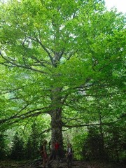 I fiori di Bach: Beech Fagus sylvatica