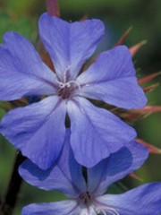 Fiori di bach : Ceratostigma wallmottiana