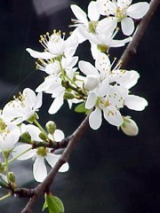 Fiori di bach : Cherry plum