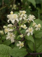 Fiori di bach : Clematis vitalba