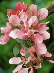 Fiori di bach : Crab apple o Malus pumila