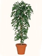 Ficus Benjamin