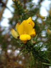 I fiori di Bach: Gorse o Ulex europaeus