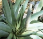 Aloe arborescens