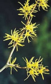 Amamelide (Hamamelis virginiana L)