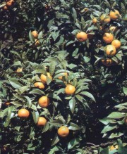 Arancio amaro (Citrus aurantium L.)