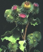 Bardana (Arctium lappa L.)