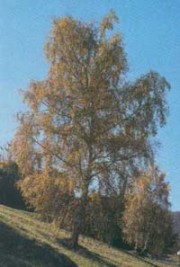 Betulla (Betula pendula Roth.)