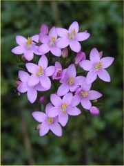 Fiori di Bach : Centaury o Centaurium umbellatum