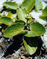 La Centella (Centella asiatica (L.) Urb.)