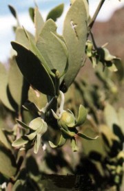 Il Jojoba (Simmondsia chinensis (Link) C. K. Schneid.) impiegato nella cosmesi