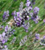 La lavanda (Lavandula angustifolia Mill.)