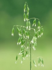 I fiori di Bach: Wild Oat o Bromus Ramosus