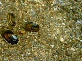 Cozze in acqua dolce: esistono