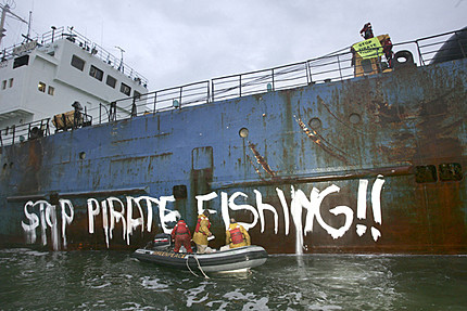 Pesca pirata e sperimentazioni: acciughe e sardine a rischio