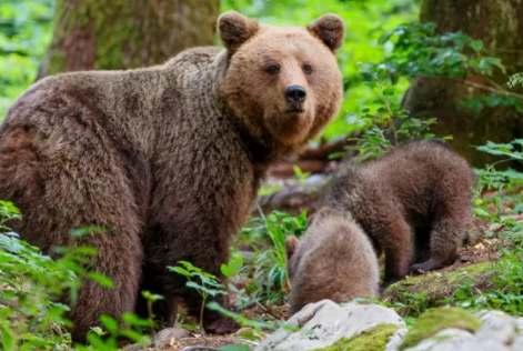 Orsi in Trentino, la dura sfida di convivenza