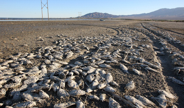 Welcome to Salton: il lago della morte