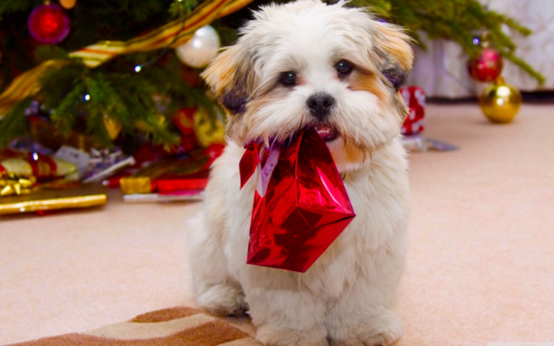 -Idee regali di Natale per il mio cane