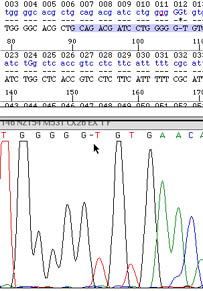 Il primo Tester del DNA Portatile istantaneo