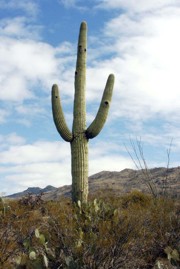 Cactus : Bellissime e mostruose.