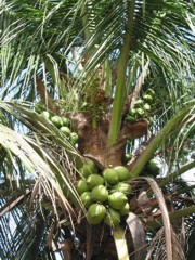 Sapevate che dalla palma da cocco si può ricavare sia il latte che il vino ?