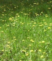 Piccoli inconvenienti di primavera