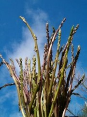 Frittata con gli asparagi di bosco