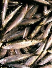 Sarde a linguata (Sarde fritte con aceto)