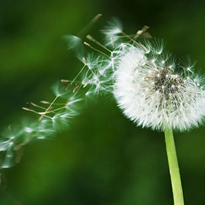 Allergie: in questa strana primavera affrontiamole light