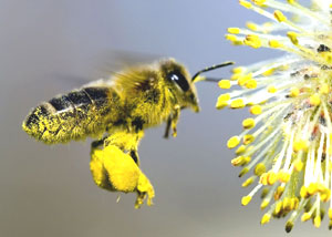 Primavera: l'arrivo del polline