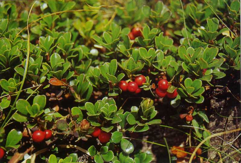 Un aiuto tutto naturale per chi soffre di cistite