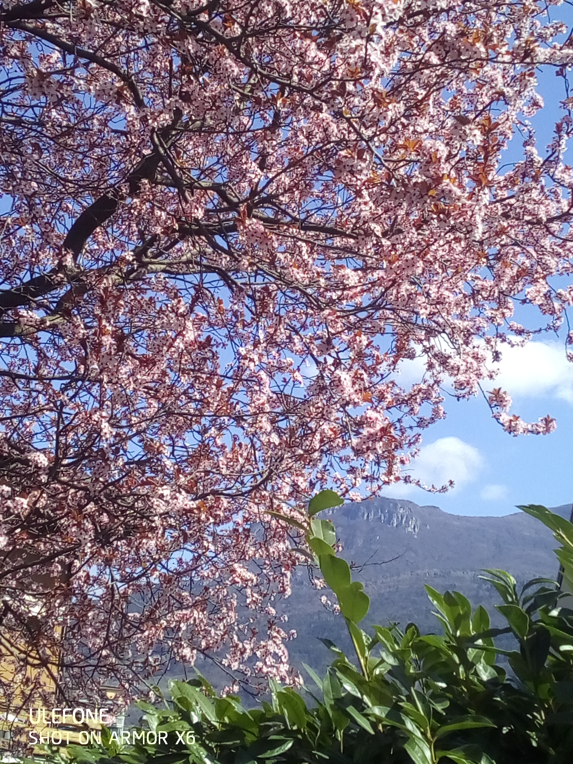 Allergie di Primavera, sempre più soluzioni in mano