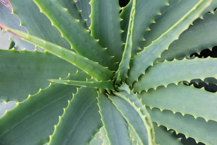 Umica e l'aloe vera