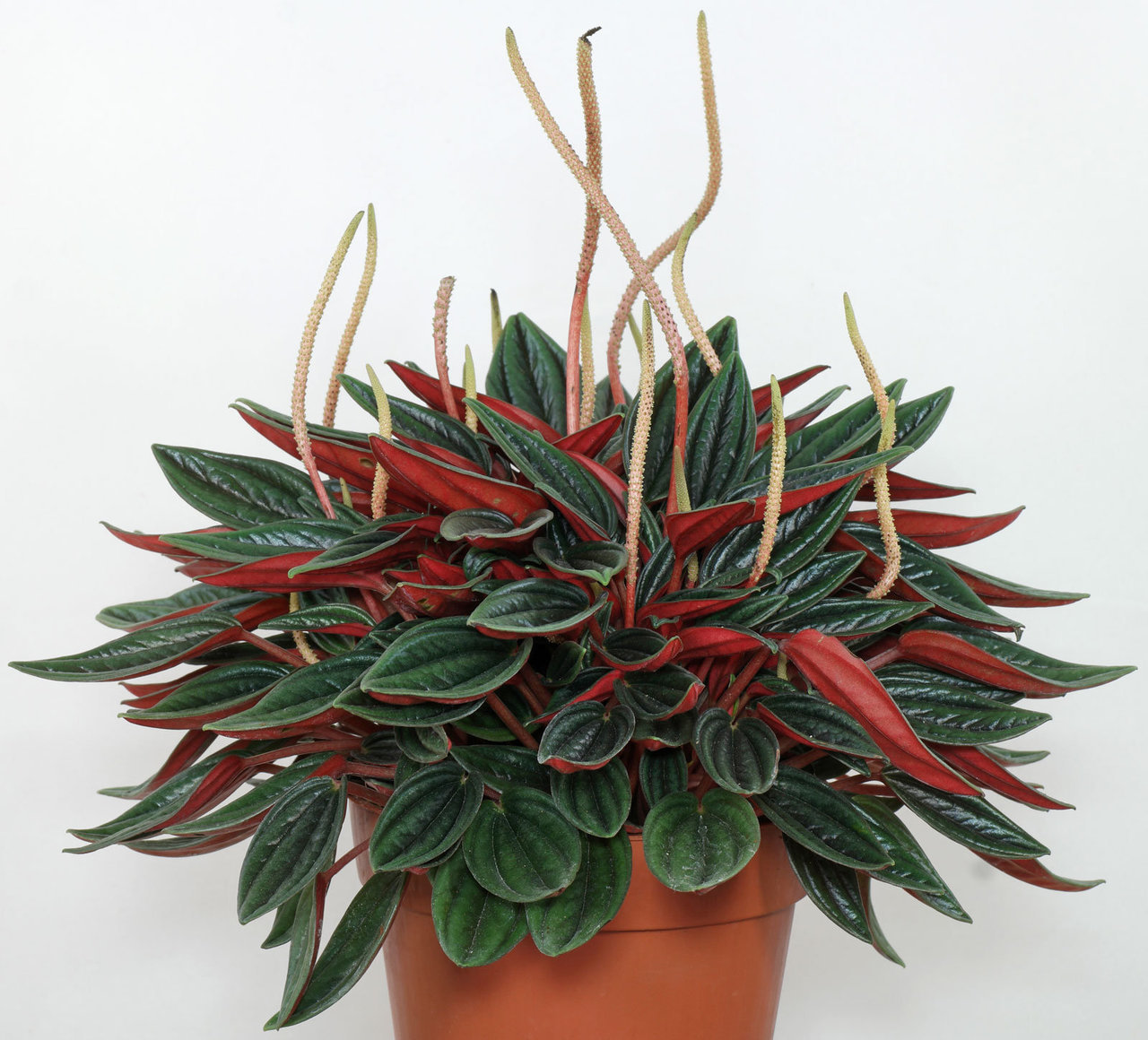 Peperomia