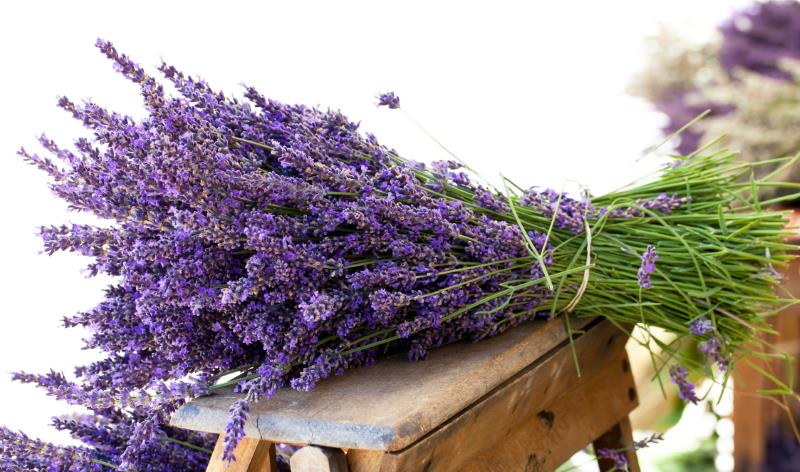 Benefici della lavanda per la salute