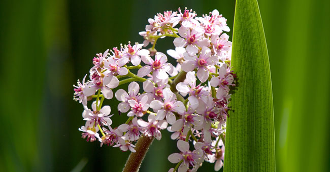 Valeriana per combattere i nervi