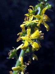 I fiori di Bach: Agrimony eupatoria