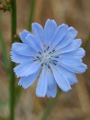 Fiori di bach : Chicory - Chicorium intybus