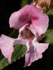 Fiori di bach : Impatiens glandulifera