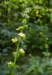 Agrimonia (Agrimonia eupatoria L.)