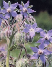 Borragine (Borago offìcinalis L.)