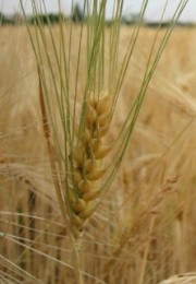 IL Grano (Triticum aestivum L.)