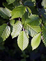 Fiori di Bach : Carpinus betulus