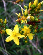 La pianta di Iperico (Hypericum perforatum L.) è utilizzata per la creazione di creme ed olii dopo sole e post depilazione