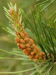 Fiori di bach : Pinus sylvestrus