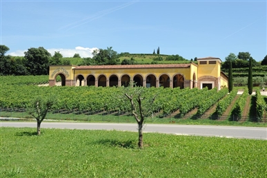 San Valentino: regala una vite di Soave