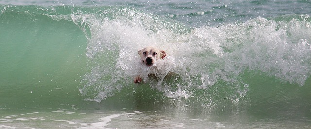 In Calabria vacanze con Fido